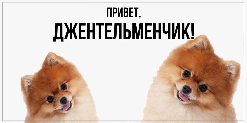 Картинка Привет, джентельменчик