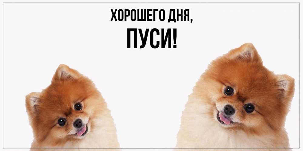 Открытка  для любимых и родных. пуси, Хорошего дня  