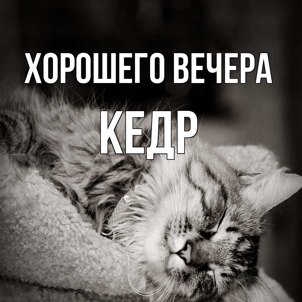 Открытка  для любимых и родных. кедр, Хорошего вечера  