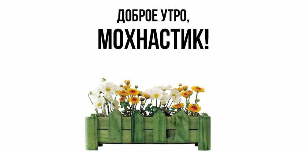 Картинка Доброе утро, мохнастик