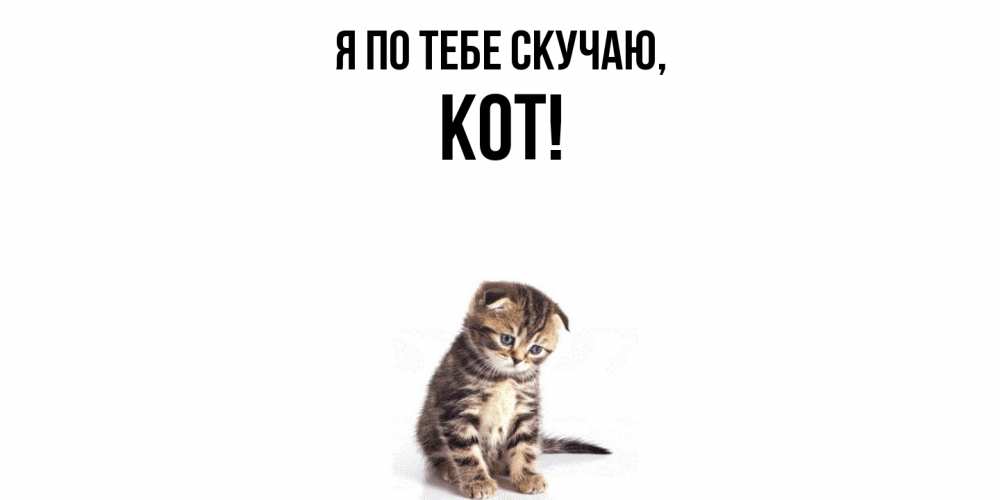 Открытка  для любимых и родных. кот, Я по тебе скучаю  