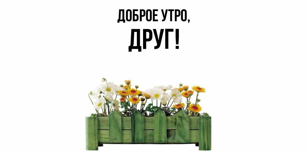 Картинка Доброе утро, Друг