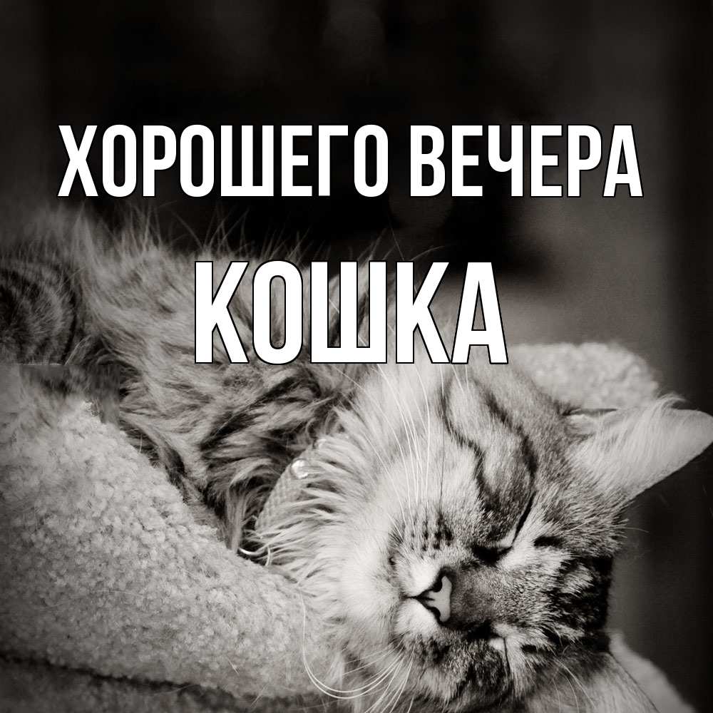 Открытка  для любимых и родных. кошка, Хорошего вечера  
